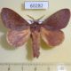 60282p Lasiocampidae Lamprantaugia tamatavae Madagascar $12