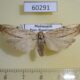 60291p Arctiidae Eilema cramboides f Madagascar $9