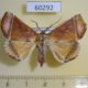 60292p Noctuidae Hyperlopha rectefasciata Madagascar $10