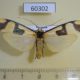 60302p Arctiidae Oeonistis altica f Vietnam $6