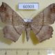 60303p Geometridae Xerodes contiguaria Vietnam $6