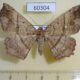 60304p Geometridae Xerodes contiguaria Vietnam $6