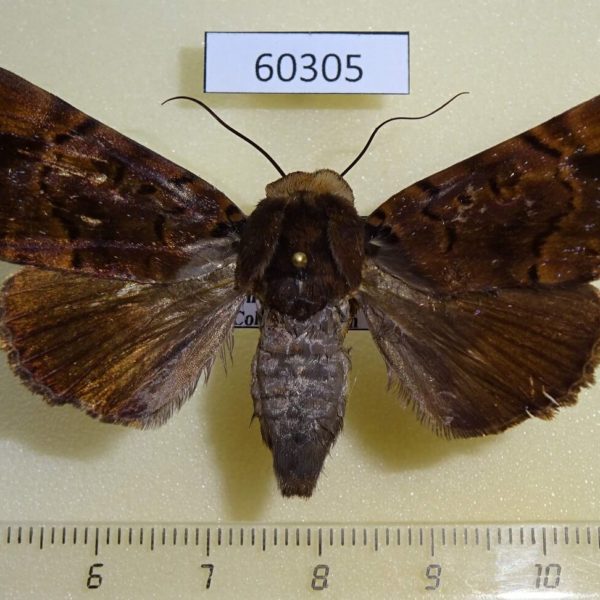 Noctuidae Pseudoarcte melanis f Uganda