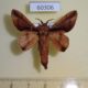 60306p Lasiocampidae Apatelopteryx deceptrix Madagascar $8