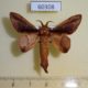 60308p Lasiocampidae Apatelopteryx deceptrix Madagascar $8