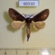 60310p Notodontiidae sp. Madagascar $6