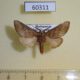 60311p Notodontiidae Romaleostaura insularis Madagascar $4