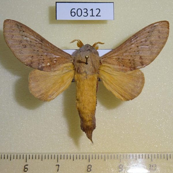 Lasiocampidae Pallastica meloui Uganda