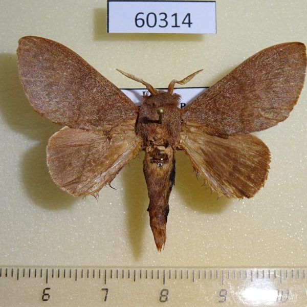 Lasiocampidae Pachymeta immunda Uganda