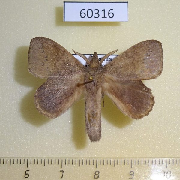 Lasiocampidae Leipoxais peraffinis Uganda