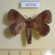 60318p Lasiocampidae Leipoxais peraffinis Uganda $7