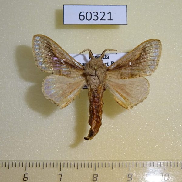 Lasiocampidae Bombycopsis nigrovittata Uganda
