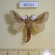 60321p Lasiocampidae Bombycopsis nigrovittata Uganda $5
