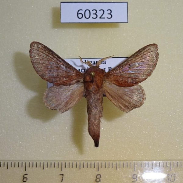 Lasiocampidae Pachytrina sp. crestalina Uganda