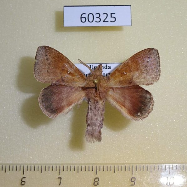 Lasiocampidae Leipoxais fuscofasciata Uganda