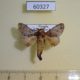 60327p Lasiocampidae Odontocheilopteryx pattersoni Uganda $12