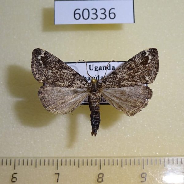 Noctuidae sp. Uganda