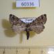60336p Noctuidae sp. Uganda $5