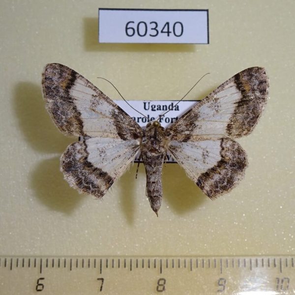 Geometridae Cleora nigrisparsalis f Uganda