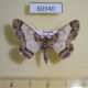 60340p Geometridae Cleora nigrisparsalis f Uganda $6