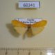 60341p Arctiidae Cragia distigmata Uganda $6