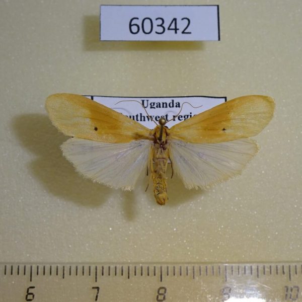 Arctiidae Cragia adiastola Uganda