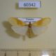 60342p Arctiidae Cragia adiastola Uganda $8