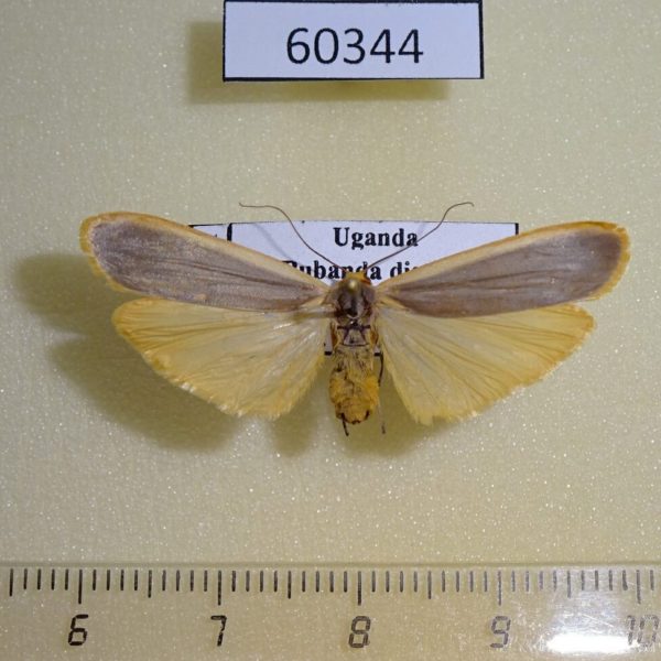 Arctiidae Brunia vicaria f Uganda