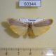 60344p Arctiidae Brunia vicaria f Uganda $8
