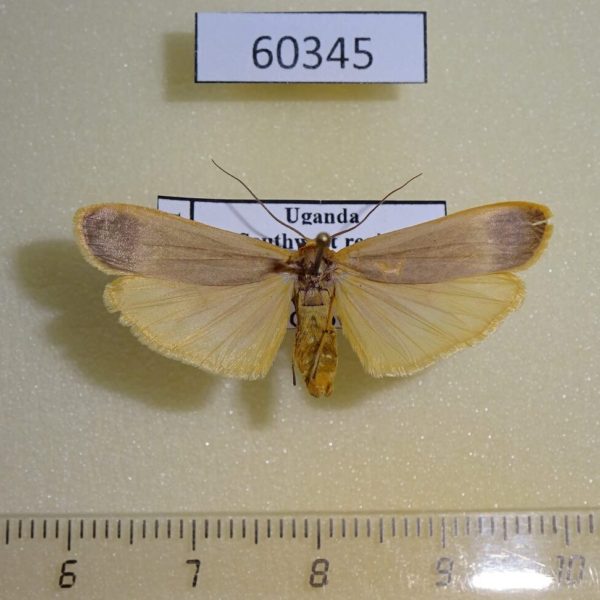 Arctiidae Brunia melemona Uganda