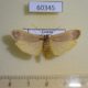 60345p Arctiidae Brunia melemona Uganda $6