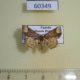 60349p Noctuidae Tegiapa steganioides Uganda $7