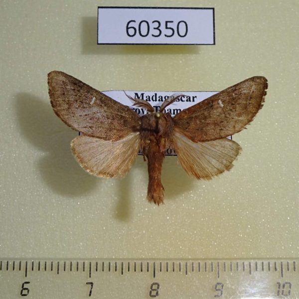Notodontiidae sp. Uganda
