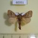 60351p Lasiocampidae Bombycopsis bipars Uganda $6