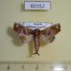 60352p Noctuidae Eutelia megacycla Uganda $10