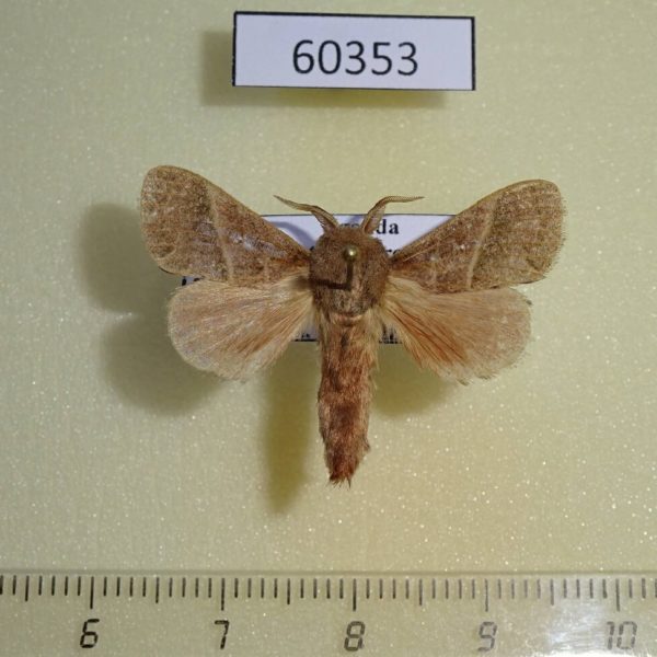 Lasiocampidae Bombycopsis bipars Uganda