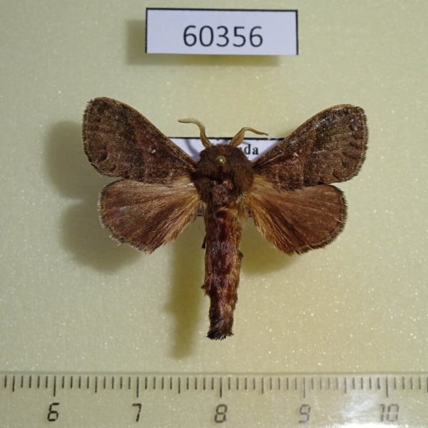 Lasiocampidae Bombycopsis bipars Uganda