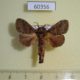 60356p Lasiocampidae Bombycopsis bipars Uganda $7