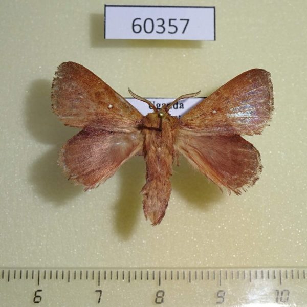 Lasiocampidae Leipoxais peraffinis Uganda