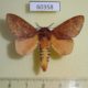 60358p Lasiocampidae Pachymeta semifasciata Uganda $8