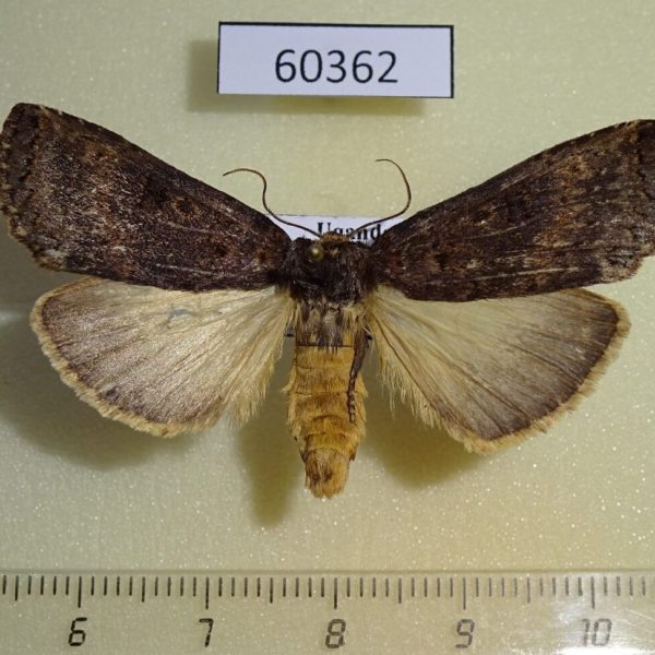 Notodontiidae Elaphrodes duplex Uganda