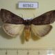 60362p Notodontiidae Elaphrodes duplex Uganda $12