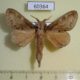 60364p Lasiocampidae sp. Uganda $6
