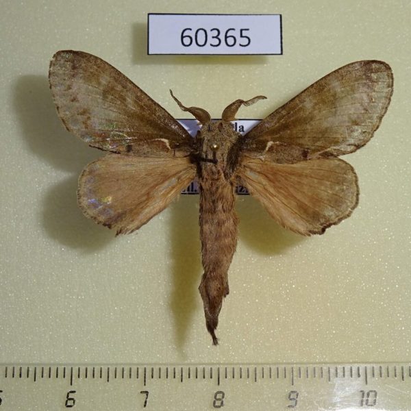 Lasiocampidae sp. Uganda