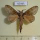 60365p Lasiocampidae sp. Uganda $7