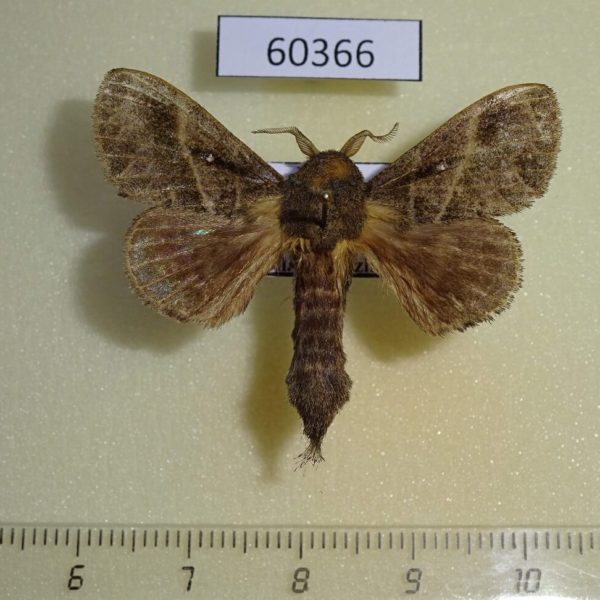 Lasiocampidae Bombycopsis bipars Uganda