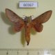 60367p Lasiocampidae Muzunguja sp. rectilineata Uganda $9
