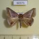 60371p Noctuidae Macaldenia palumbiodes Uganda $9