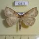 60372p Noctuidae sp. Uganda $7