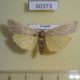 60373p Arctiidae sp. Uganda $6